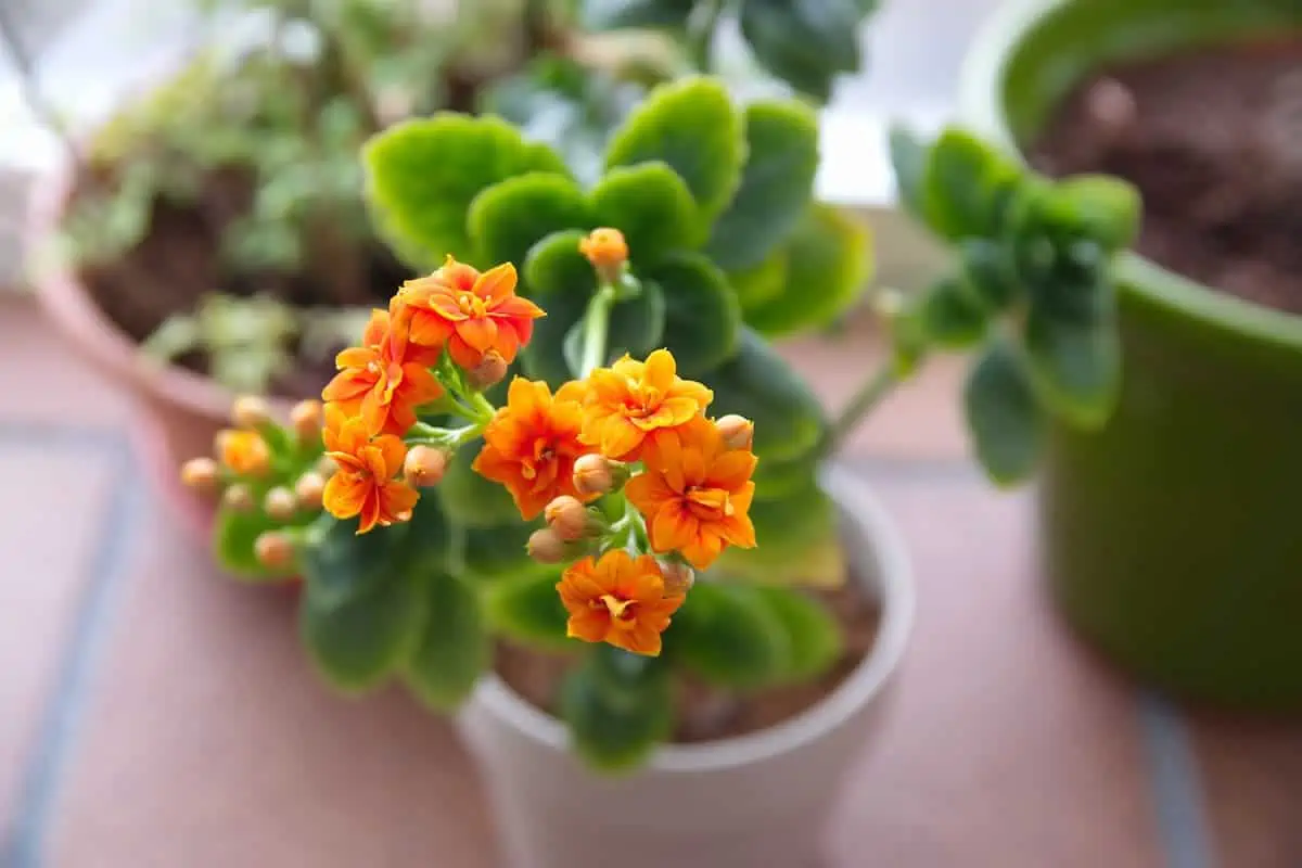 Kalanşo (Kalanchoe) Çiçeği ve Bakımı