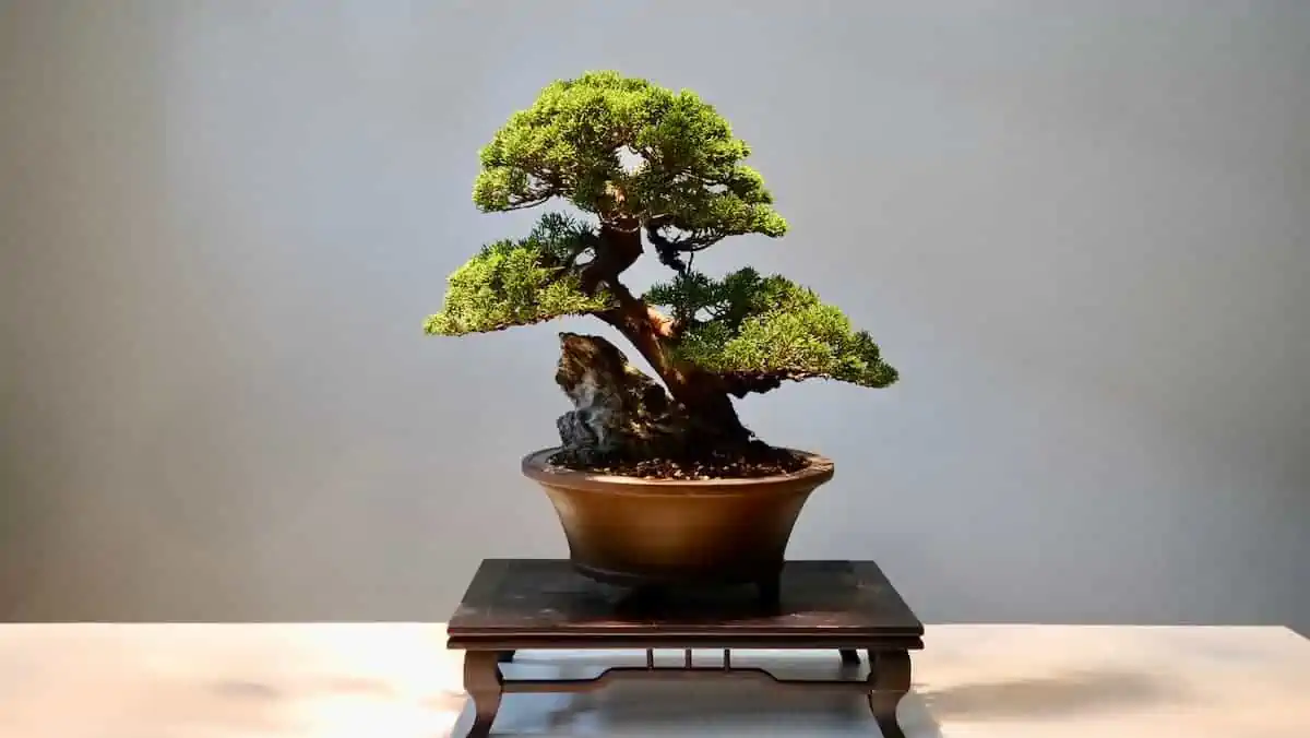 bonzai