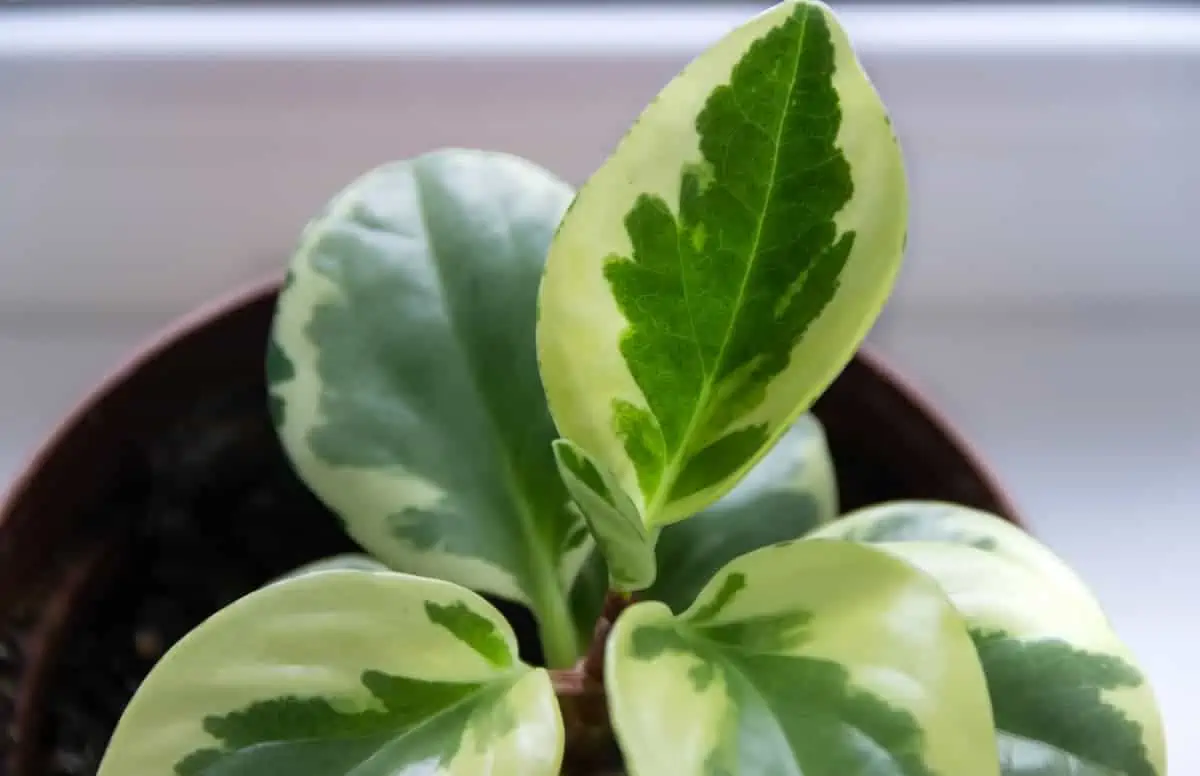 Peperomia Bakımı