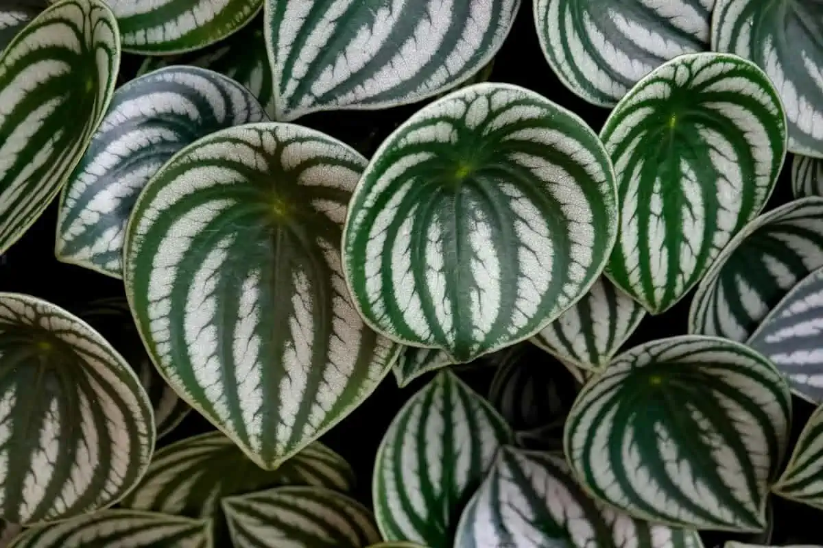 Peperomia Bakımı