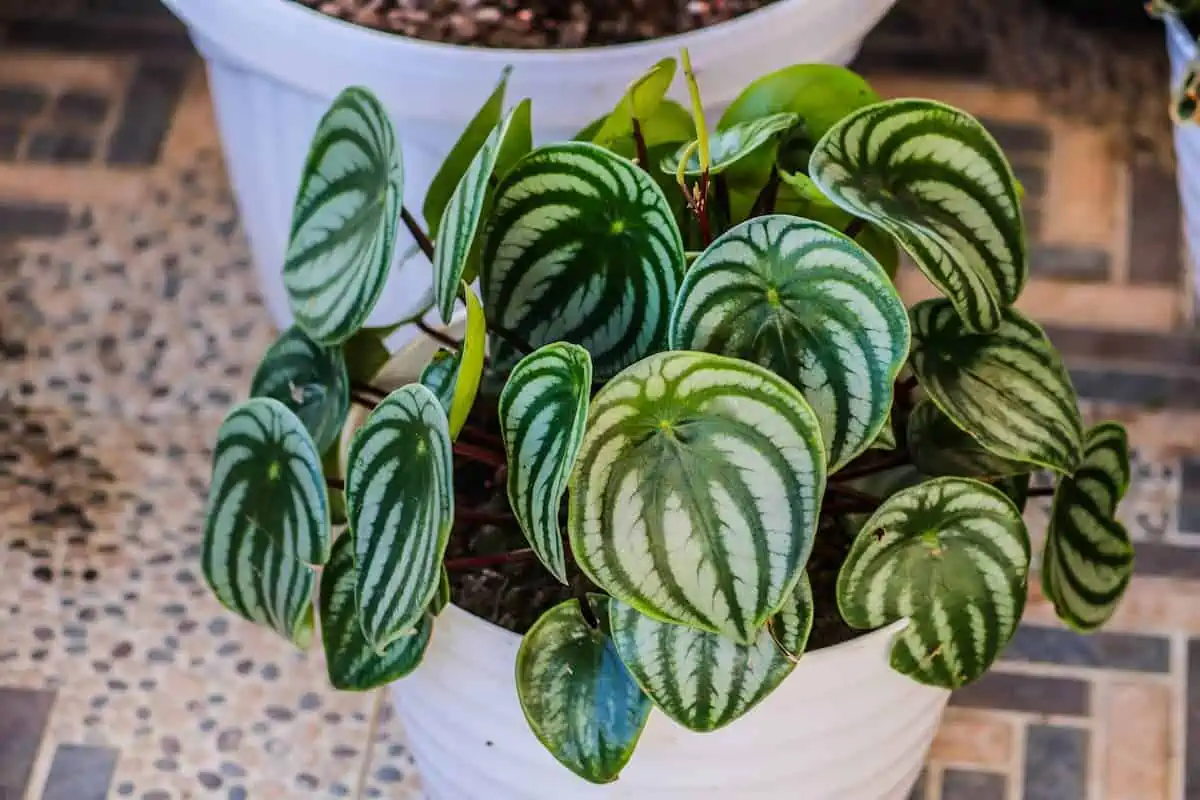 Peperomia Bakımı