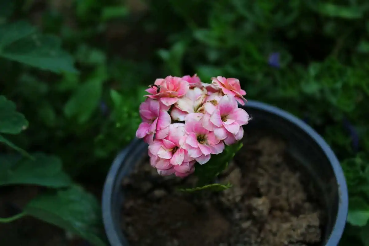 Kalanşo (Kalanchoe) Çiçeği ve Bakımı