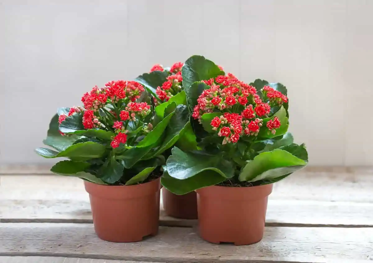 Kalanşo (Kalanchoe) Çiçeği ve Bakımı