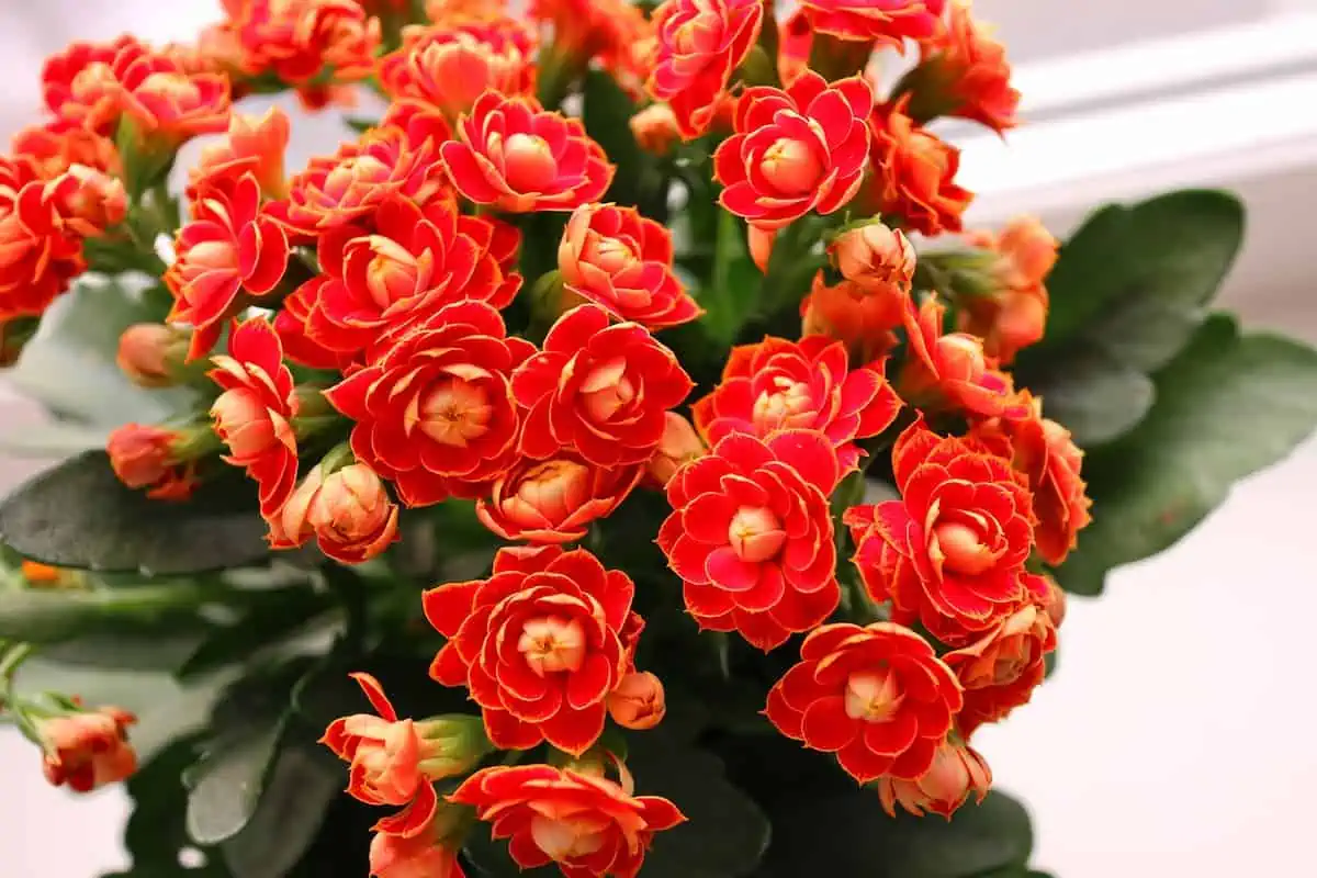 Kalanşo (Kalanchoe) Çiçeği ve Bakımı