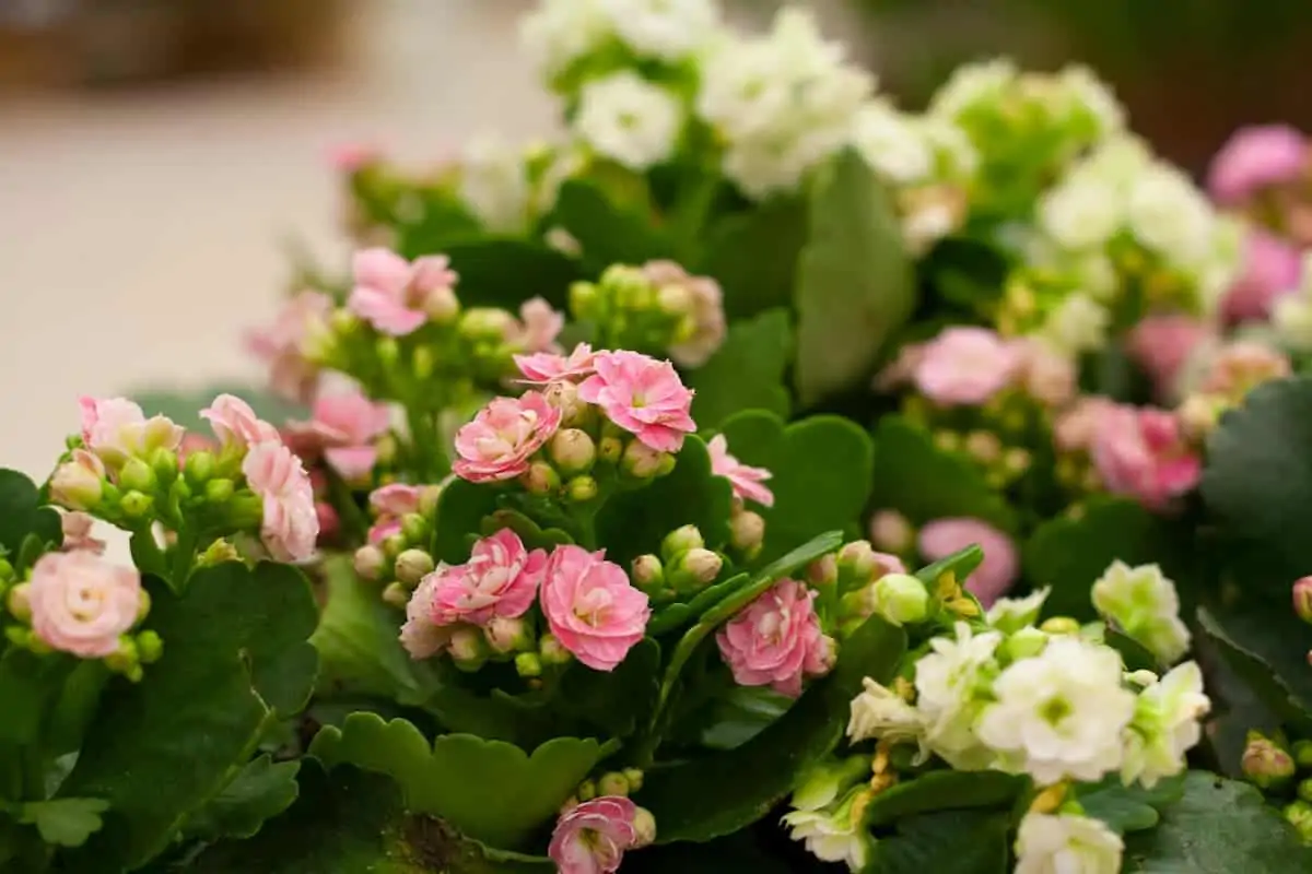 Kalanşo (Kalanchoe) Çiçeği ve Bakımı