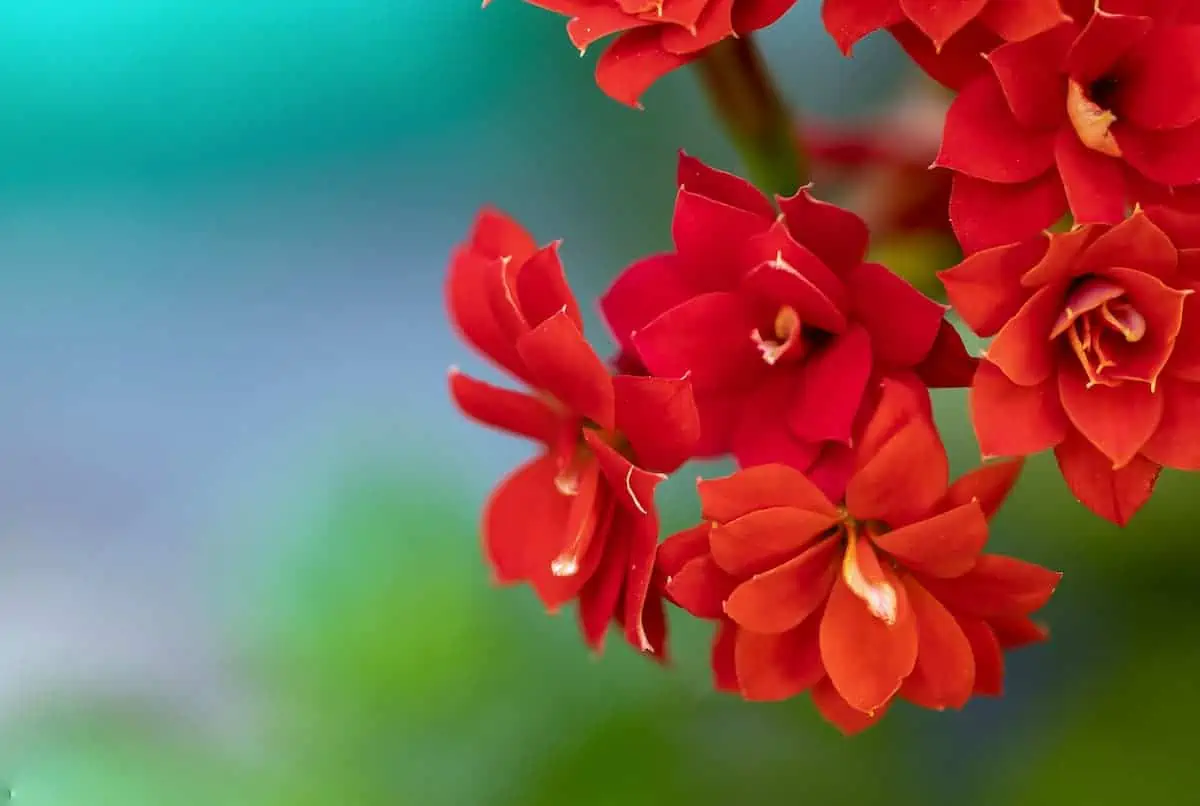 Kalanşo (Kalanchoe) Çiçeği ve Bakımı