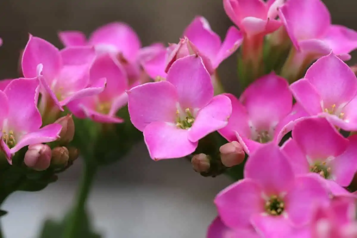 Kalanşo (Kalanchoe) Çiçeği ve Bakımı