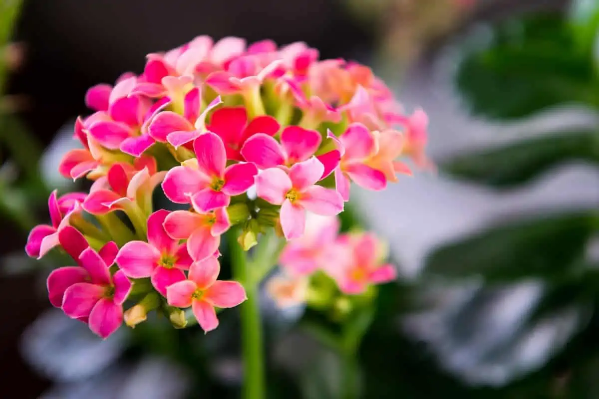 Kalanşo (Kalanchoe) Çiçeği ve Bakımı