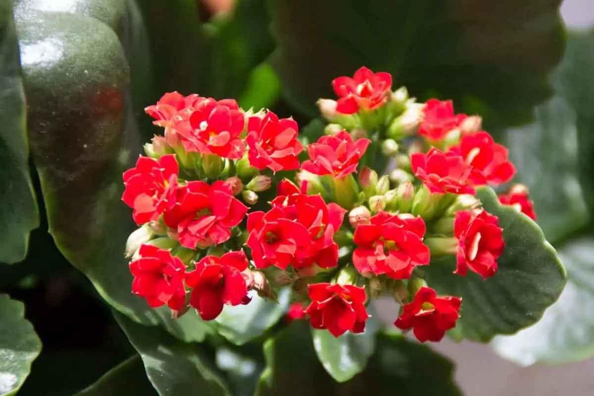 Kalanşo (Kalanchoe) Çiçeği ve Bakımı