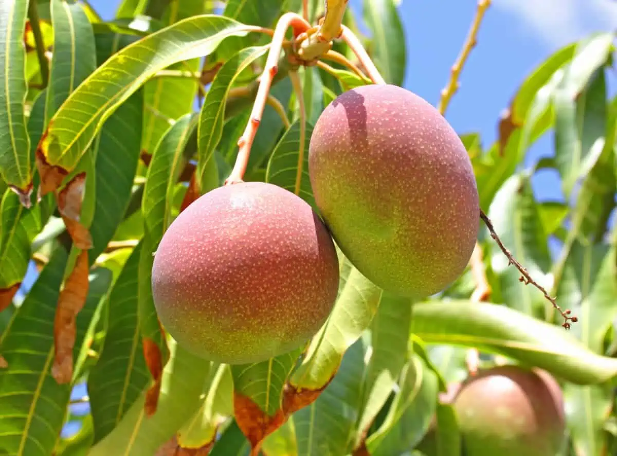 Mango Ağacı Bakımı ve Yetiştirilmesi