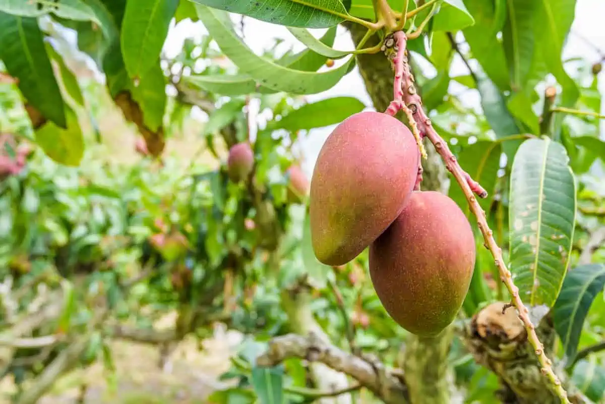 Mango Ağacı Bakımı ve Yetiştirilmesi