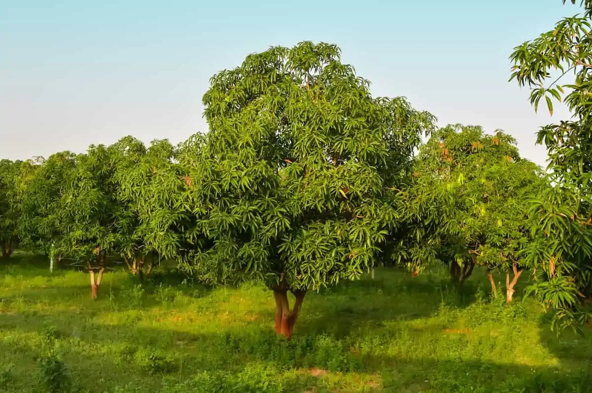 Mango Ağacı Bakımı ve Yetiştirilmesi