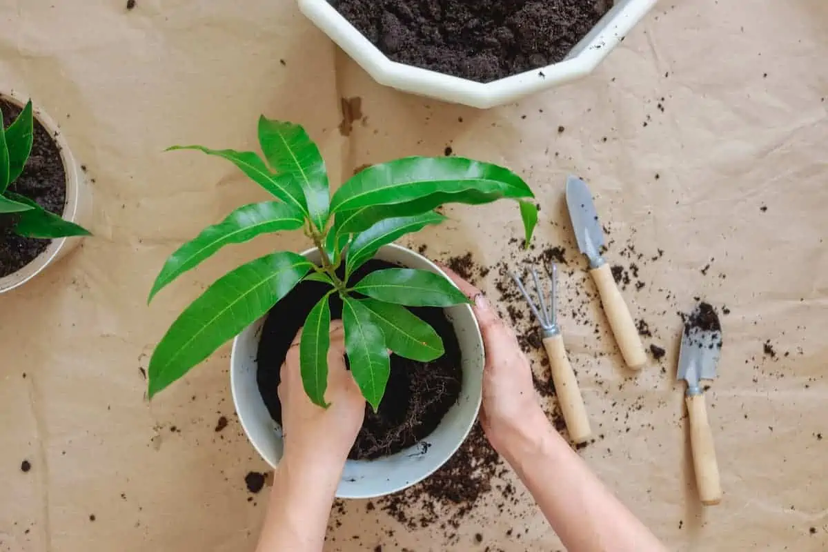 Mango Ağacı Bakımı ve Yetiştirilmesi