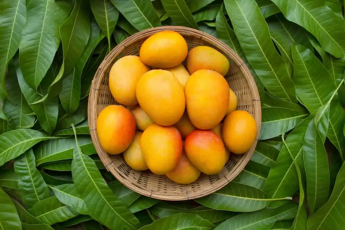 Mango Ağacı Bakımı ve Yetiştirilmesi