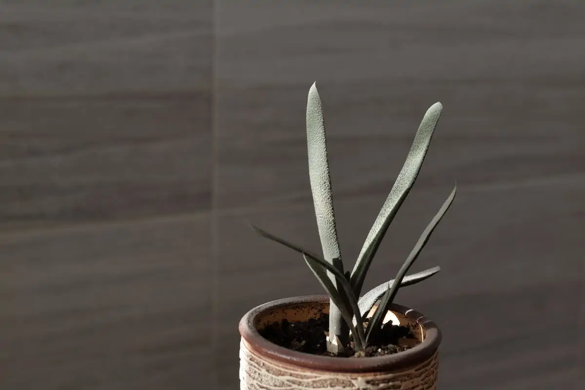 Gasteria Bakımı