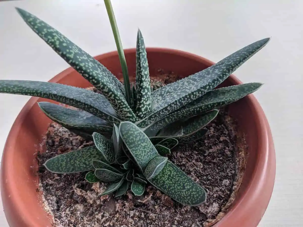 Gasteria Bakımı