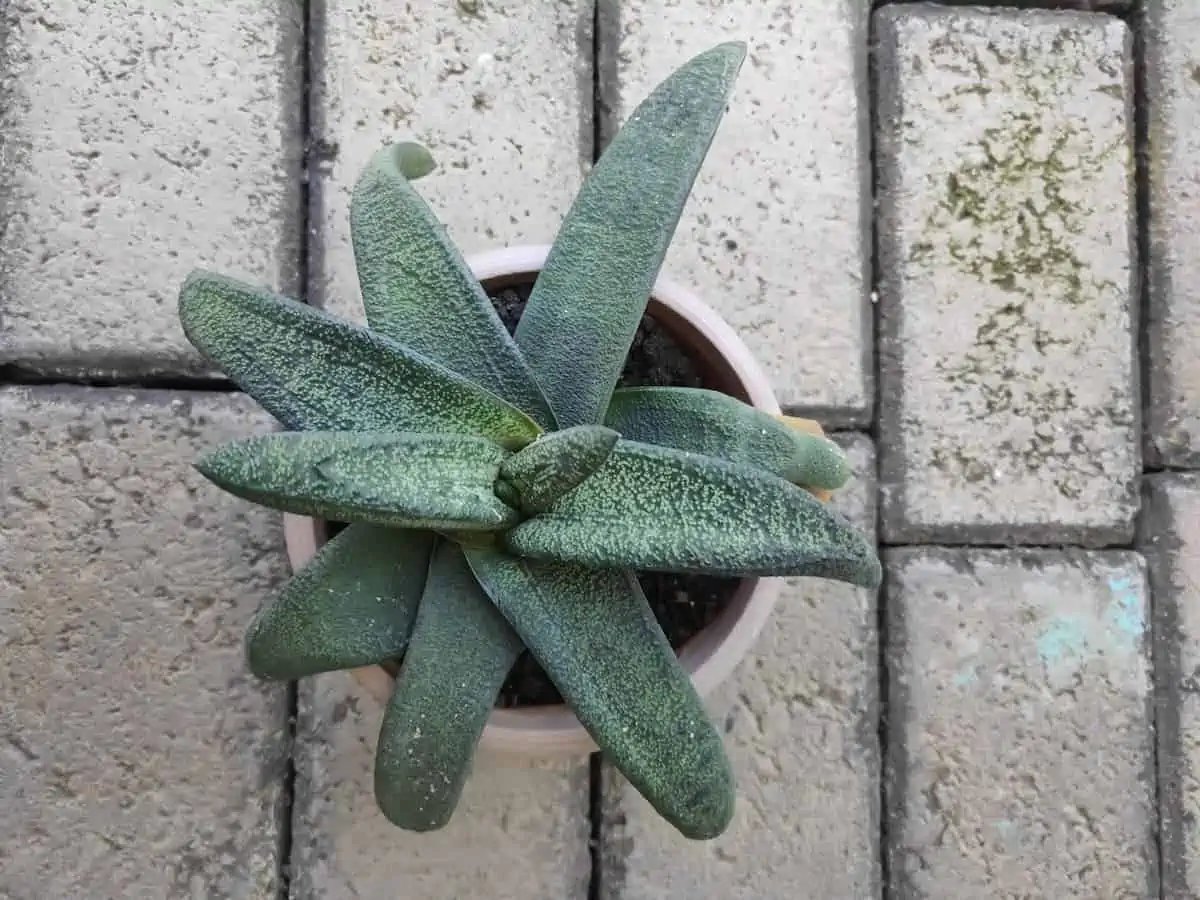 Gasteria Bakımı