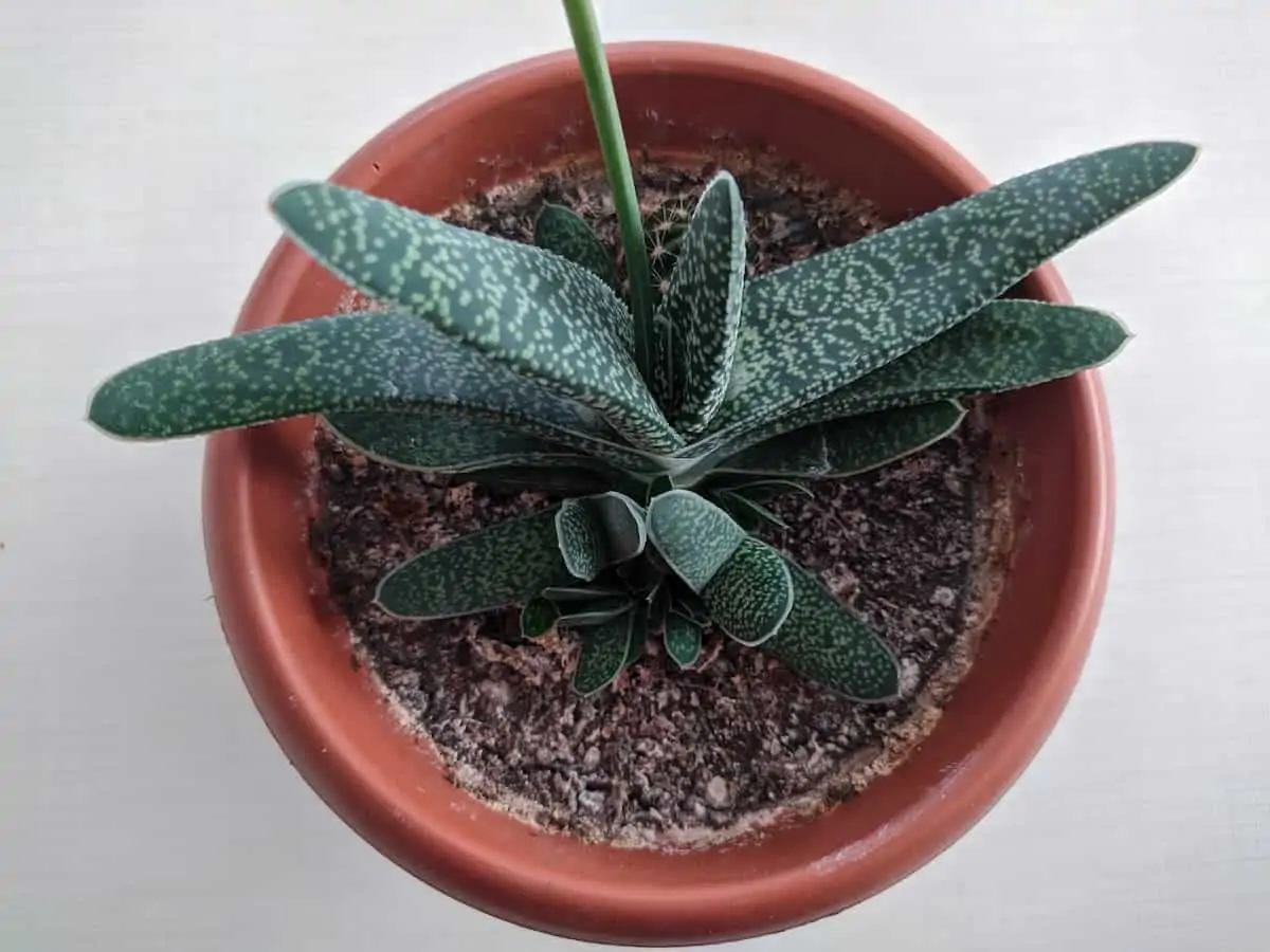 Gasteria Bakımı