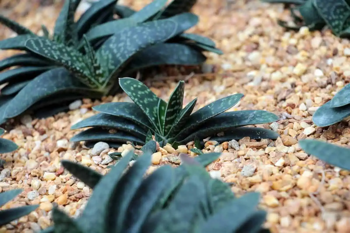 Gasteria Bakımı