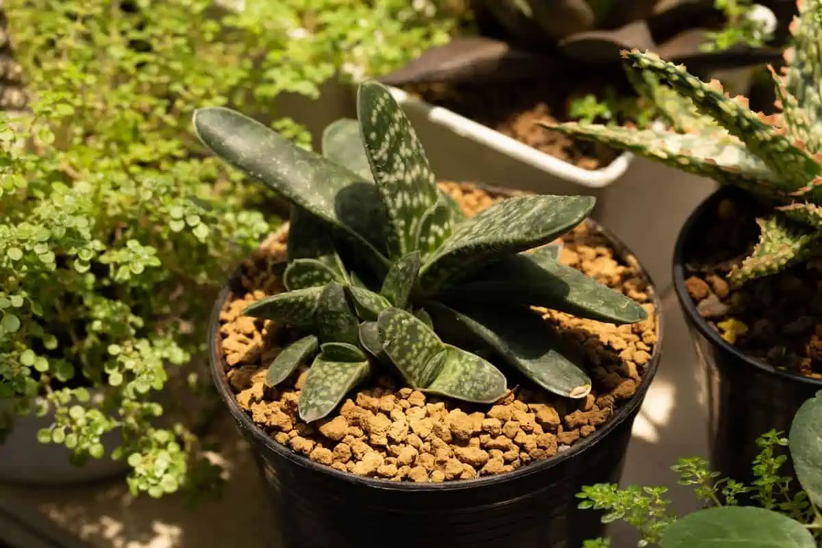 Gasteria Bakımı