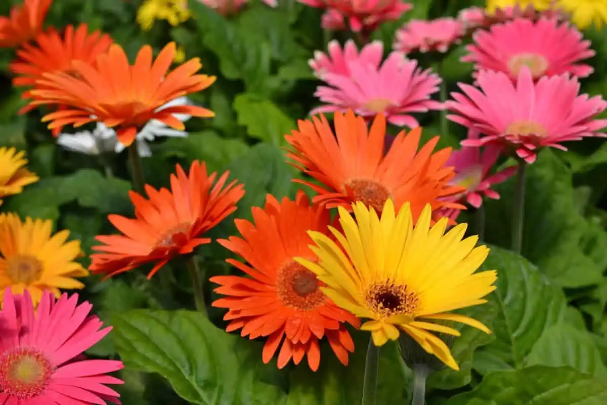 Gerbera Çiçeği Yetiştirme