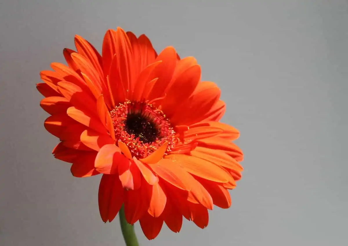 Gerbera Çiçeği Yetiştirme