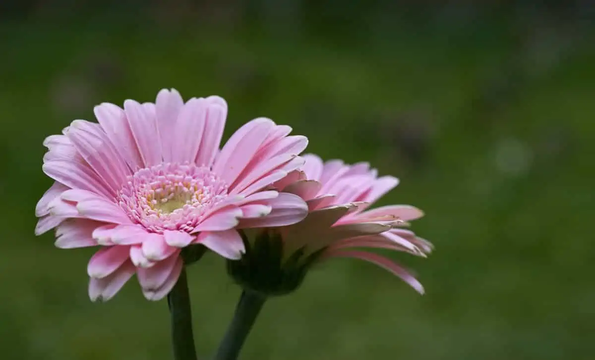 Gerbera Çiçeği Yetiştirme