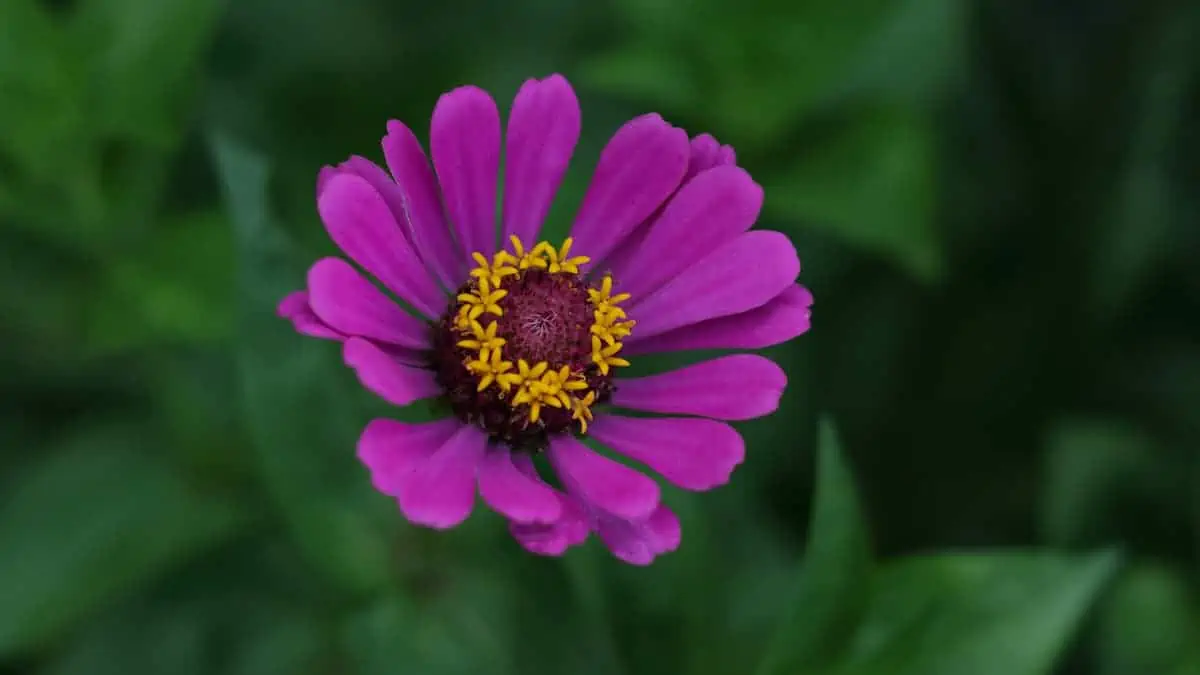 Gerbera Çiçeği Yetiştirme