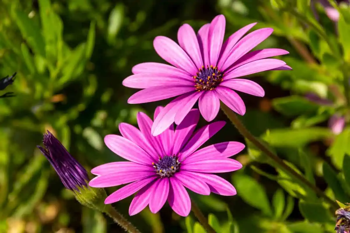 Gerbera Çiçeği Yetiştirme