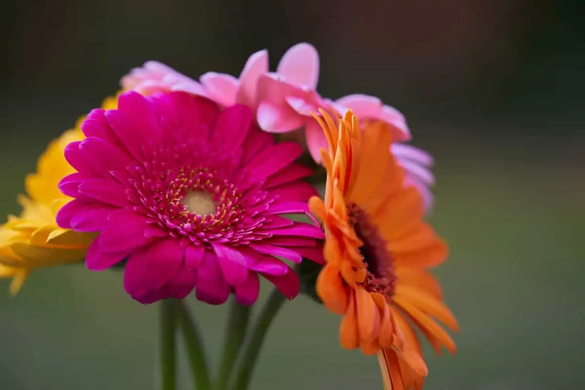 Gerbera Çiçeği Yetiştirme