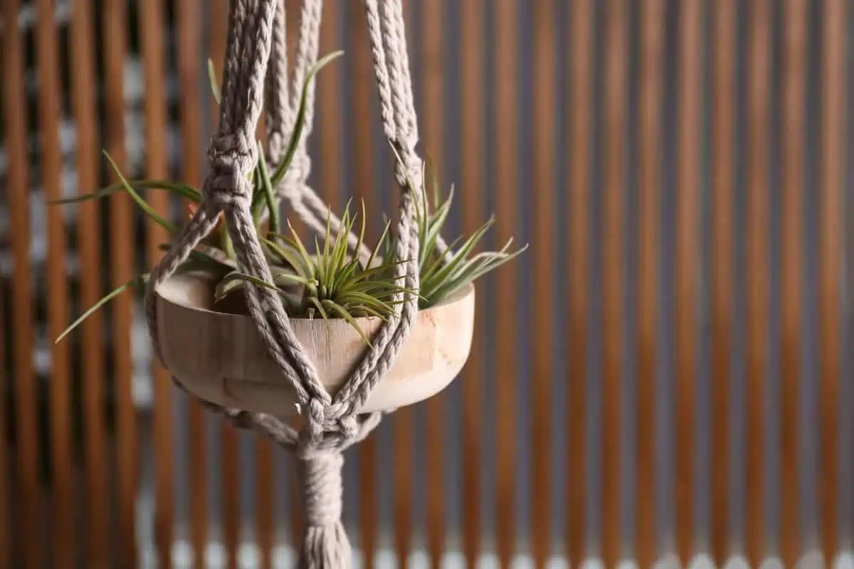 Tillandsia Bakımı