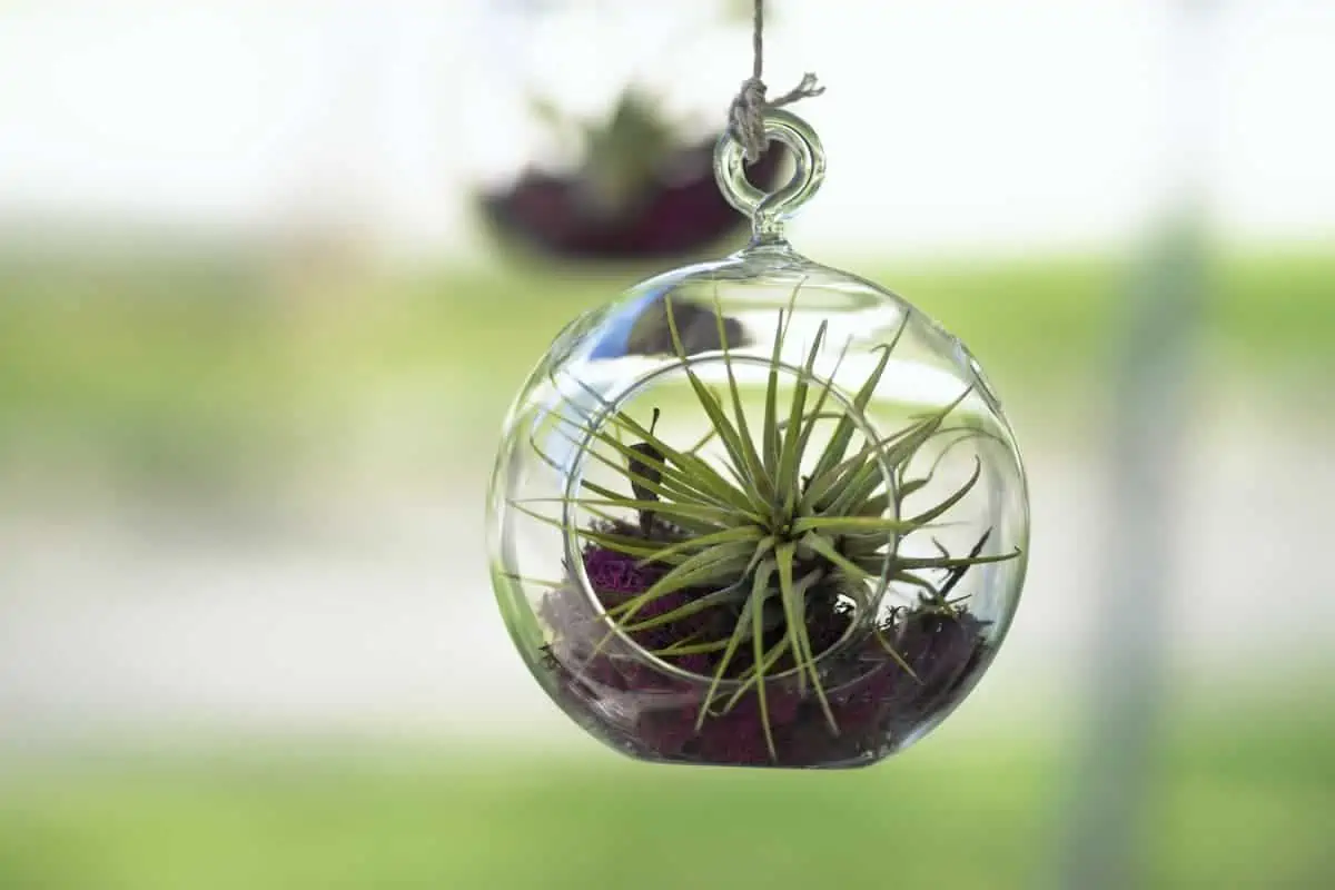 Tillandsia Bakımı