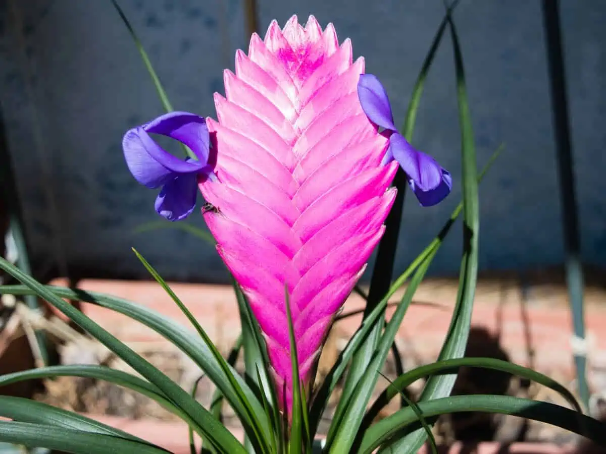 Tillandsia Bakımı