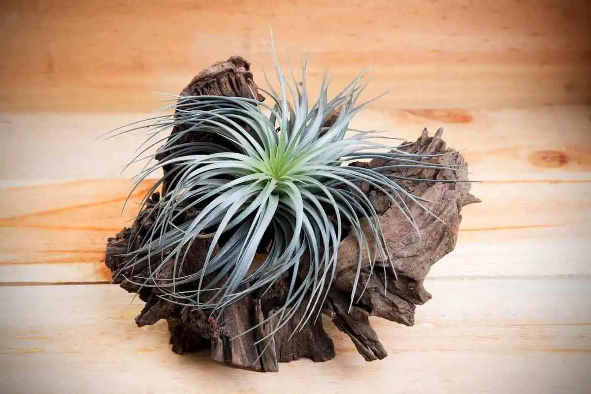 Tillandsia Bakımı