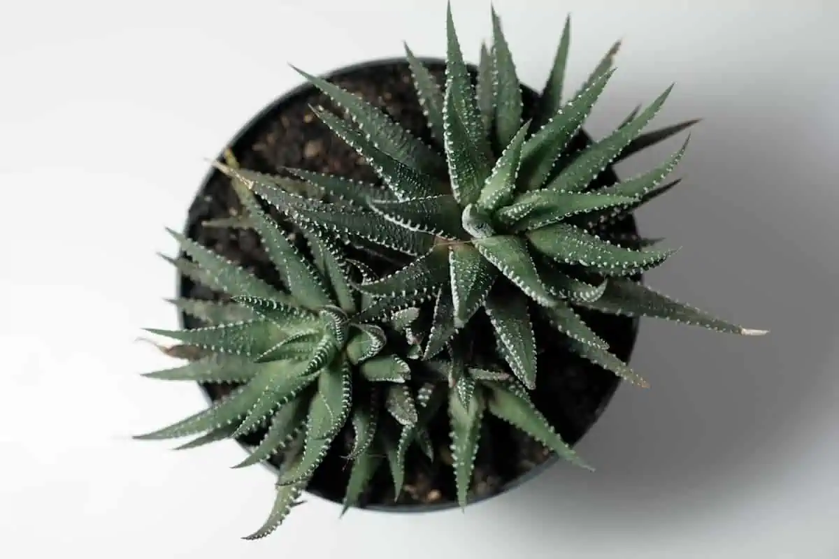 Gasteria Bakımı