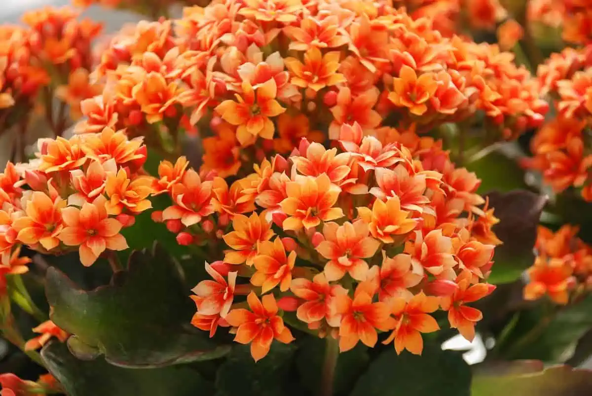 Kalanşo (Kalanchoe) Çiçeği ve Bakımı