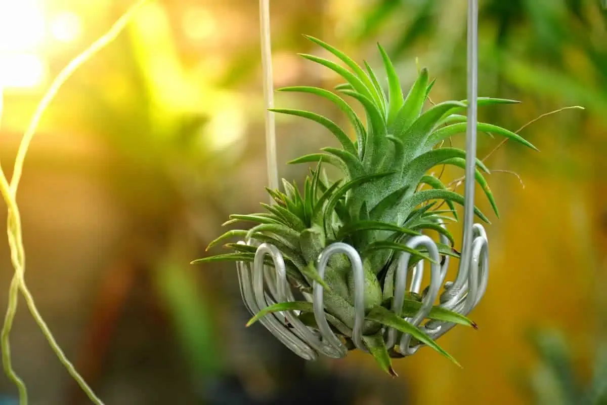 Tillandsia Bakımı